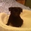 Fozzie