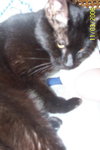 Angel (adoption pending)