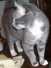 Angel (adoption pending)