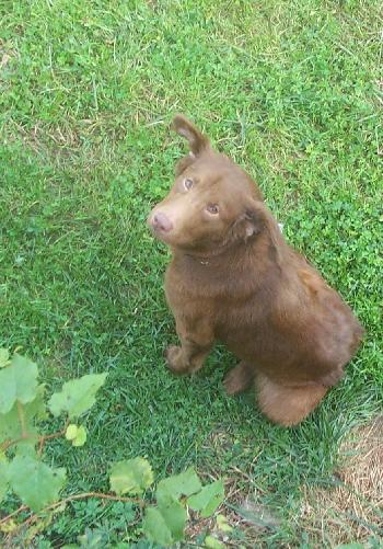 Angel (adoption pending)