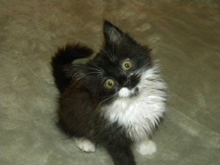 Trixie: Adoption Pending