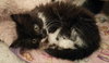Trixie: Adoption Pending