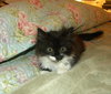 Trixie: Adoption Pending