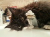Trixie: Adoption Pending