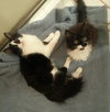 Trixie: Adoption Pending