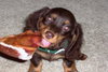 Hershey