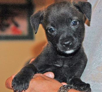 Molly