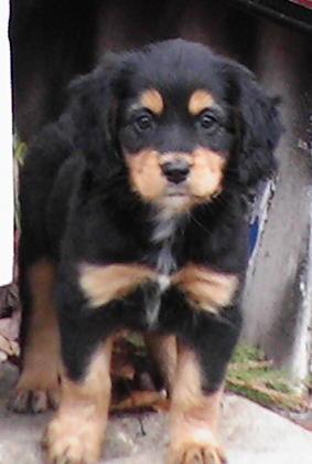 Stella