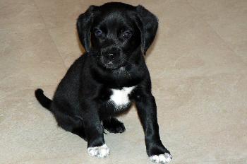 Harvey 