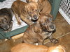 Stella's Girls