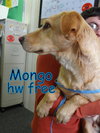 Mongo