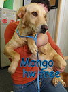 Mongo