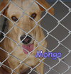 Mongo