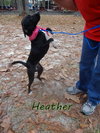 Heather
