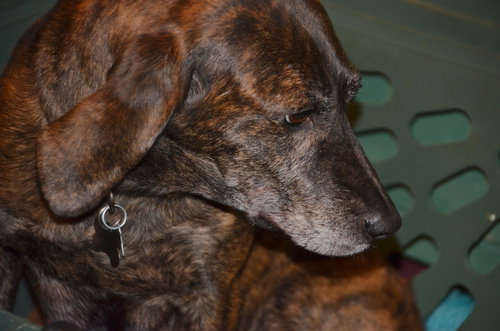 Stella