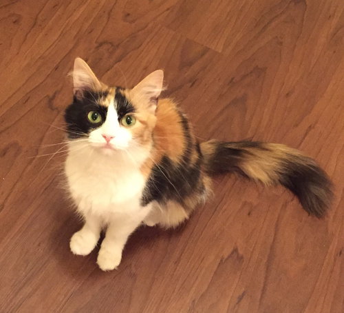 Angelina