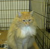 Ginger - Adoption Pending
