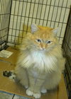Ginger - Adoption Pending