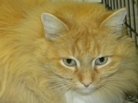 Ginger - Adoption Pending