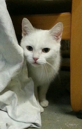 Lina (Polydactyl)