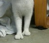 Lina (Polydactyl)