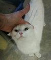 Lina (Polydactyl)