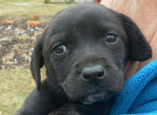 Otis
