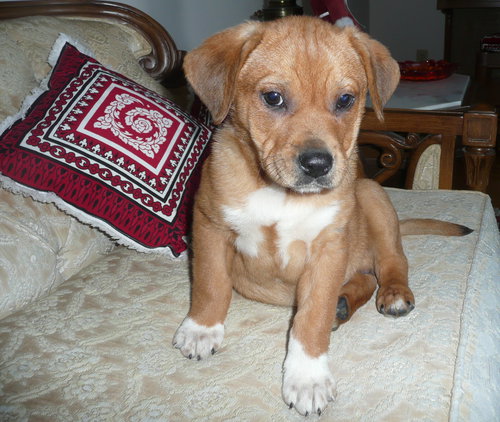 Arnie