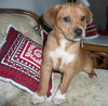 Arnie