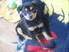 Scrappy-Doo
