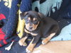 Scrappy-Doo