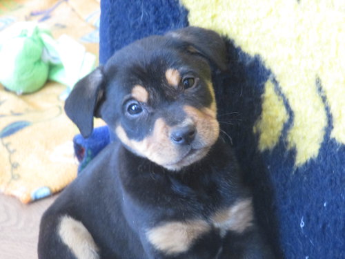 Scrappy-Doo