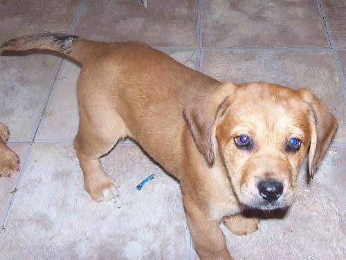 George(JK)- Adoption Pending 
