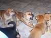George(JK)- Adoption Pending 