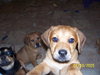 Gomez(JK)- Adoption Pending