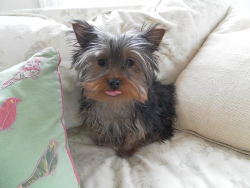 Pippa