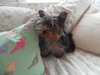 Pippa