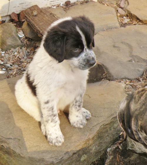 Elliot