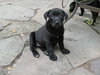 Black Lab Girls - Adoptions Pending