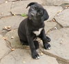 Black Lab Girls - Adoptions Pending