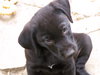 Black Lab Girls - Adoptions Pending