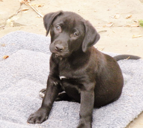 Black Lab Girls - Adoptions Pending