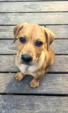 Buddy
