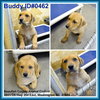 Buddy