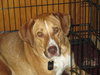 Dixie