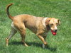 Dixie
