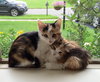 Miss Puff and Pearl!!