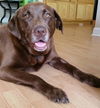 Handsome Murphy