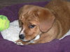 Lola