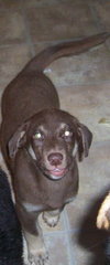 Mocha(JK)